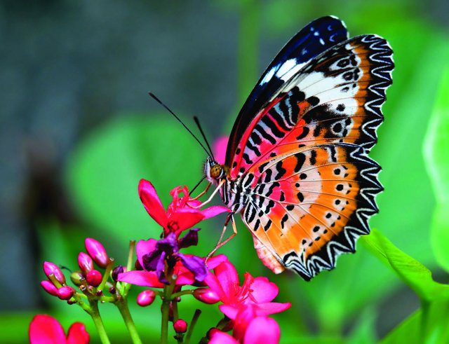 Imagen de portada del Cuaderno de Actividades Kínder: una mariposa de alas naranjas posada sobre flores rosadas