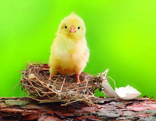 Imagen de portada del Cuaderno de Actividades Prekinder: un pollito amarillo sobre un nido con restos de cáscara de huevo