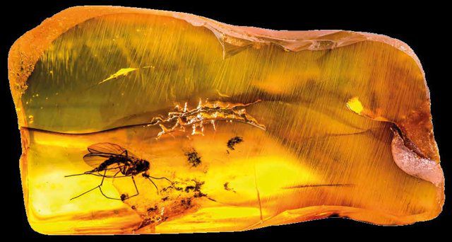 Imagen de portada del Texto del Estudiante de Biología 1° y 2° Medio: un insecto atrapado en un trozo de ámbar
