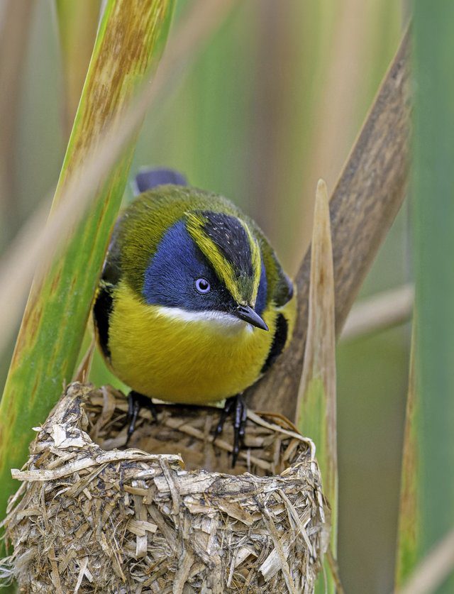 Imagen de portada del Texto del Estudiante de Ciencias Naturales 1° Básico: un pájaro pequeño de cabeza azul y amarilla posado sobre su nido entre juncos