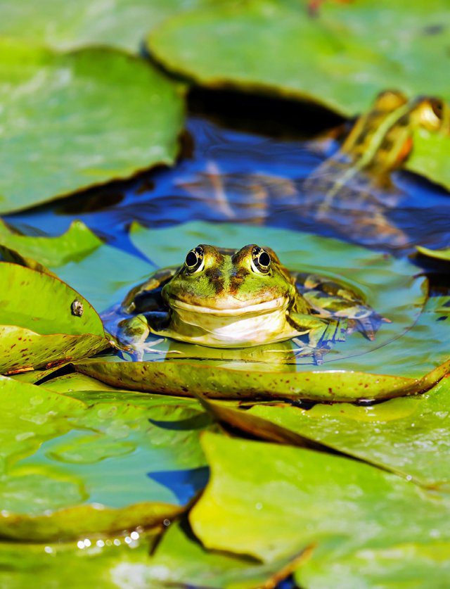 Imagen de portada del Texto del Estudiante de Ciencias Naturales 5° Básico: una rana verde entre hojas de nenúfar