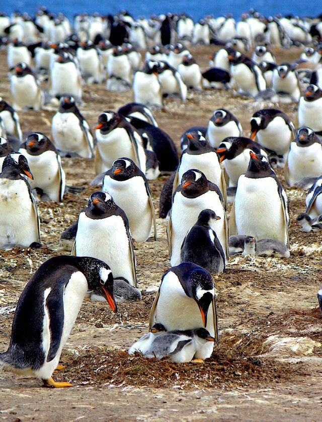 Imagen de portada del Texto del Estudiante de Ciencias Naturales 6° Básico: una colonia de pingüinos sobre la arena