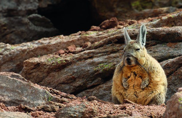 Imagen de portada del Texto del Estudiante de Historia 2° Básico: una vizcacha sentada sobre unas rocas