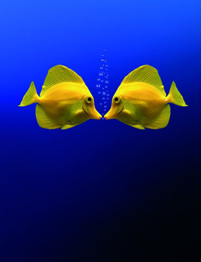 Imagen de portada del Texto del Estudiante de Matemática 8° Básico: dos peces amarillos enfrentados sobre un fondo azul